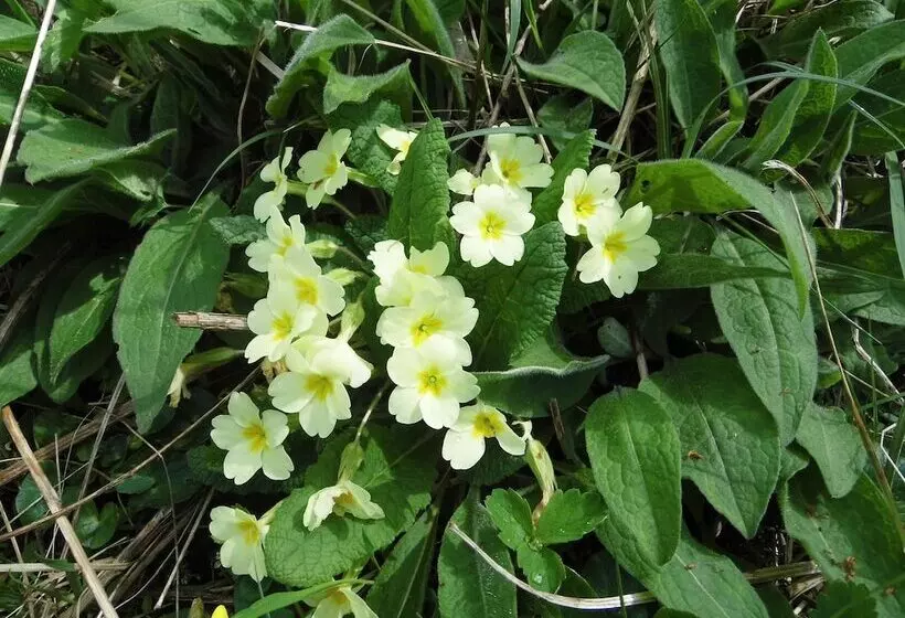 Majatalo Clerk Laithe Lodge