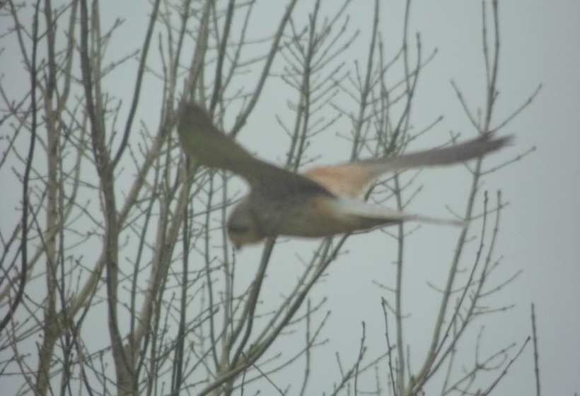 Пансион Clerk Laithe Lodge