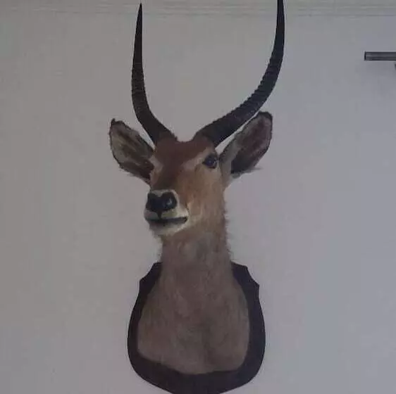 Majatalo L Obsidienne