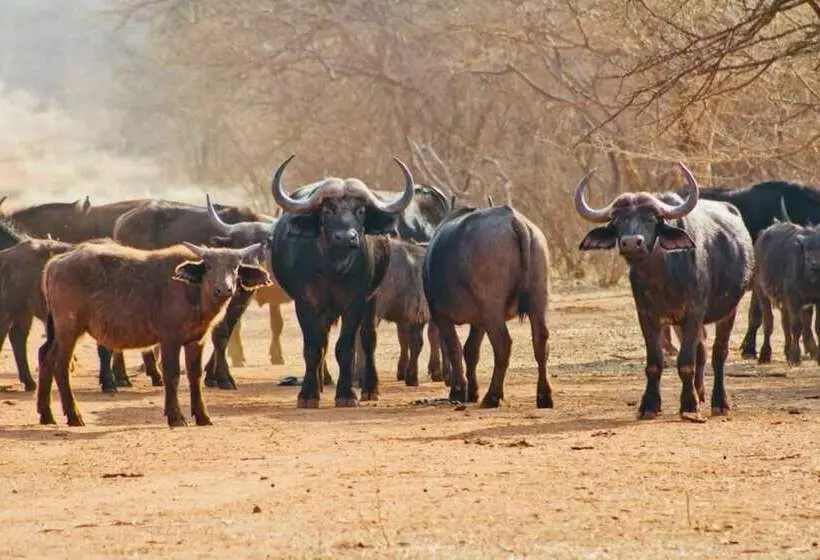 ホテル Zingela Nature Reserve  Baobab Tented Camp
