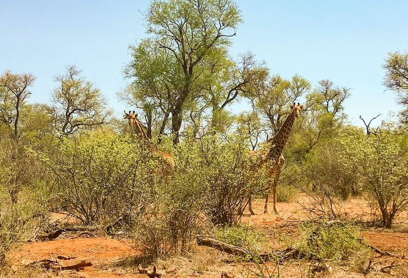 בית מלון כפרי Zingela Nature Reserve  Baobab Tented Camp