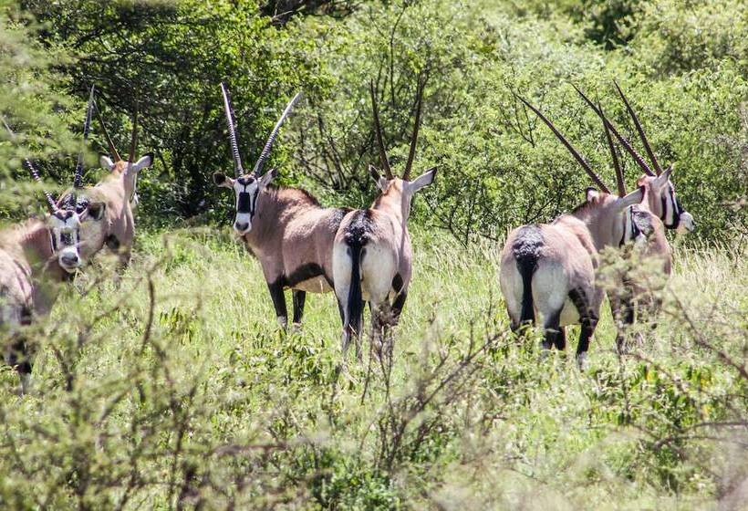 בית מלון כפרי Zingela Nature Reserve  Baobab Tented Camp