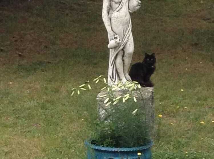 بنسيون Le Parc Aux Cèdres