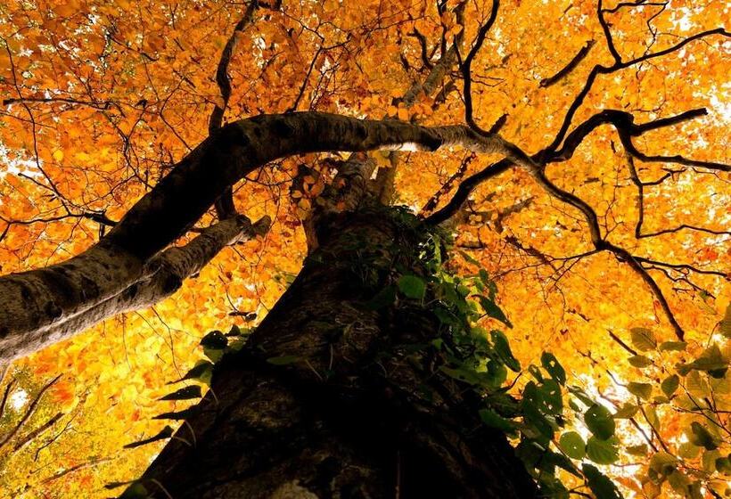 Рёкан Bunano Sato Shirakamikan