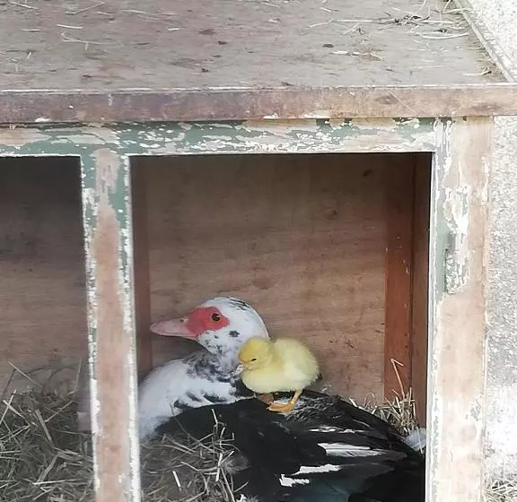 Aamiaismajoitus (B&B) Ferme Auberge à La Colline