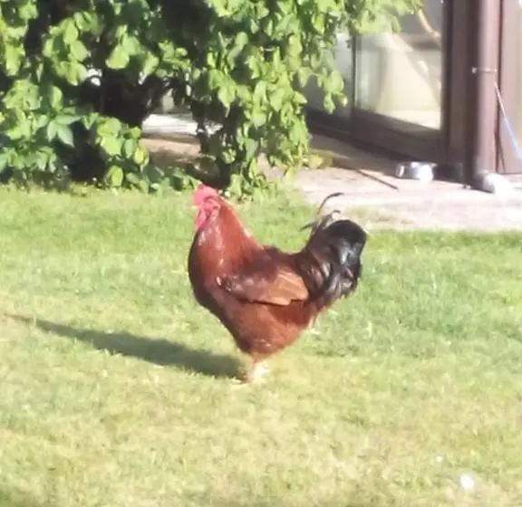 Aamiaismajoitus (B&B) Ferme Auberge à La Colline