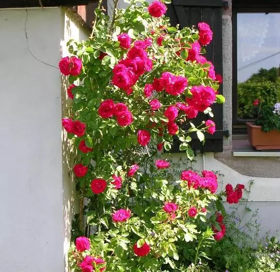 Aamiaismajoitus (B&B) Ferme Auberge à La Colline