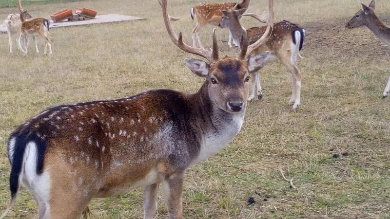 Majatalo Lena S Holiday Room