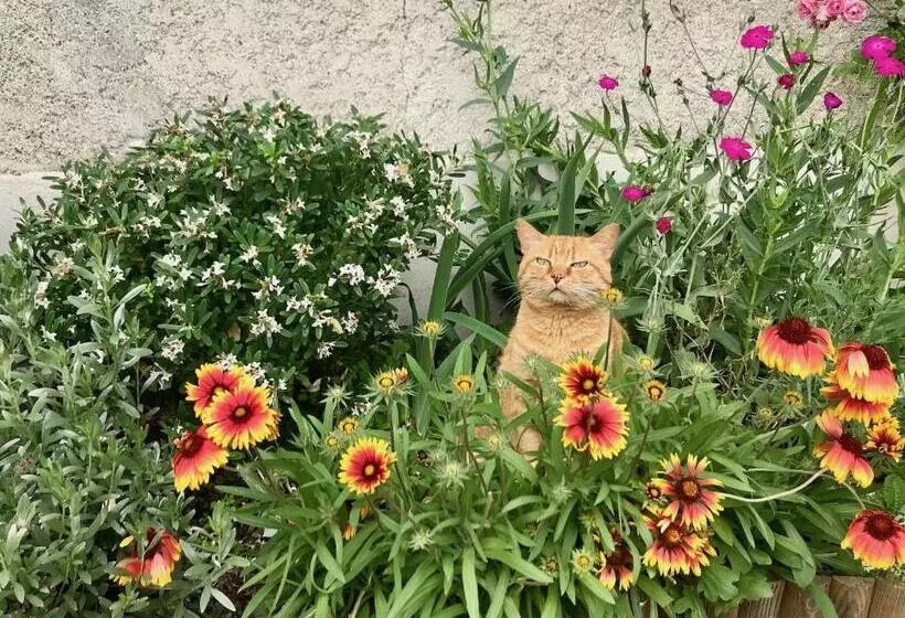 Aamiaismajoitus (B&B) L'estancat