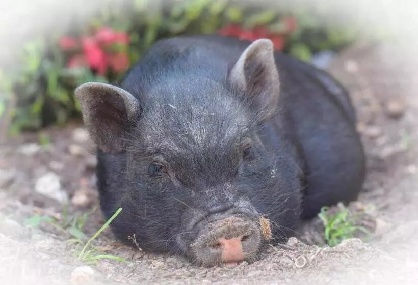 Majatalo Chez Aurélia   Chambres & Table D Hôtes