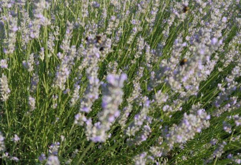 צימר Bel Endroit