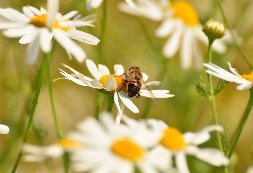 住宿加早餐  Le Clos Des Rêves