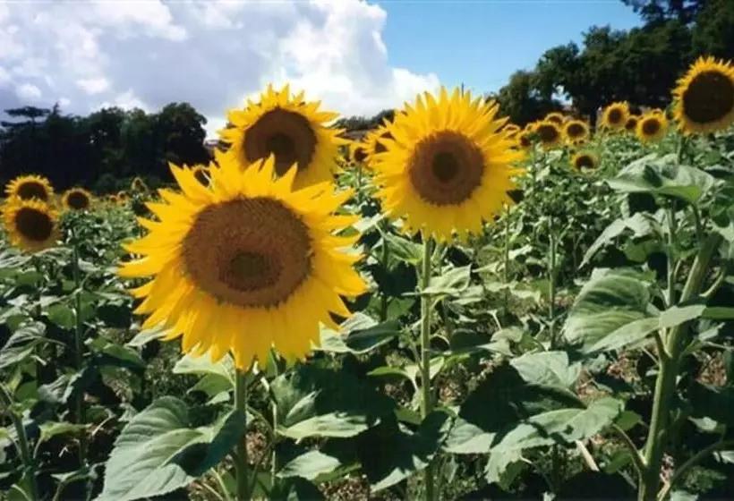 ベッドアンドブレックファースト Les Celtes De Gascogne