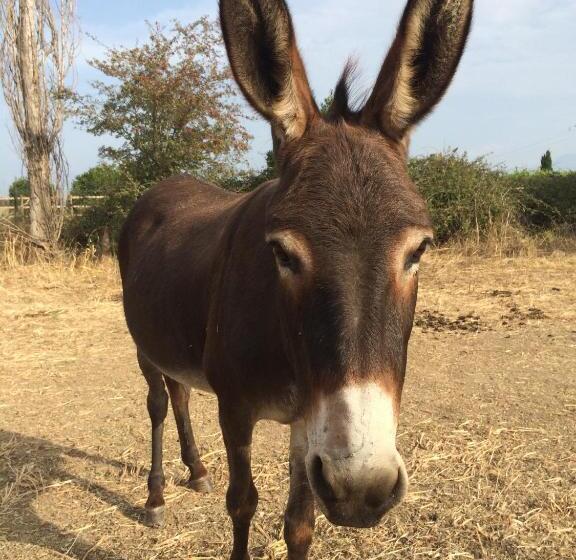 펜션 Asinerie Kuleni