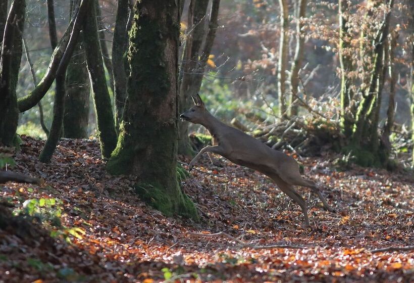 Pensione Chambres D Hôtes La Verrerie D Ivoy