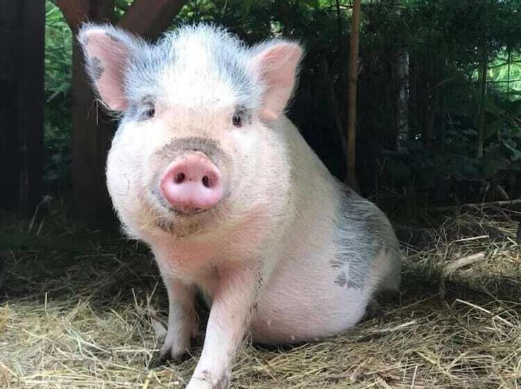 بنسيون Le Peyrail