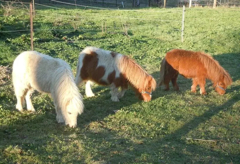 Whispering Spirit Holiday Cottages & Mini Ponies