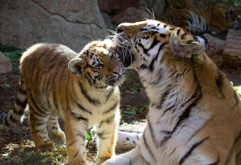 فندق Towneplace Suites By Marriott Denver Downtown