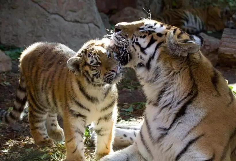 호텔 Towneplace Suites By Marriott Denver Downtown