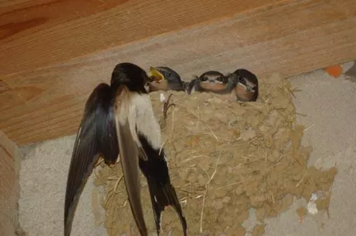 ベッドアンドブレックファースト Les Tilleuls De La Voie Verte