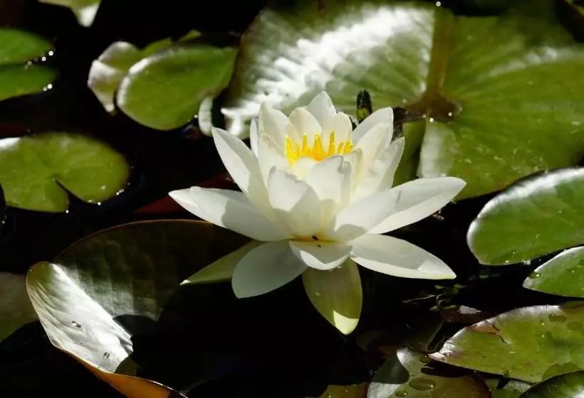 Pension Zum Froschkönig