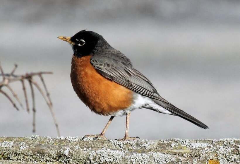 ホテル Blue Lake Lodge