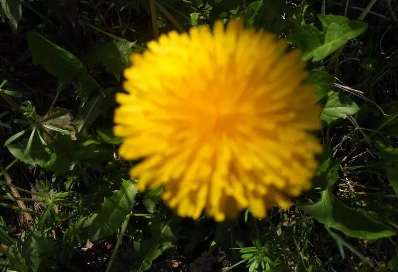 Maaseutuhotelli Agriturismo Monti Sibillini Camperato