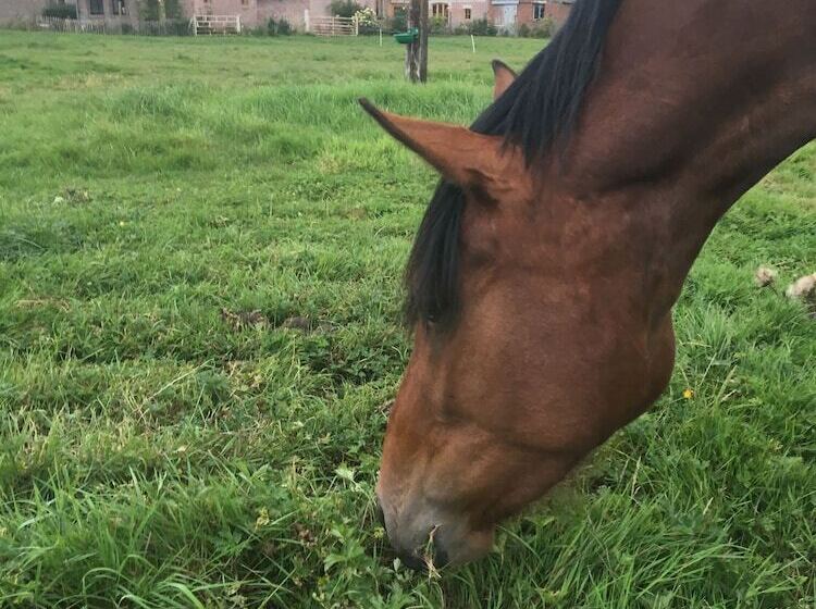 Пансион Paardenhof Guesthouse