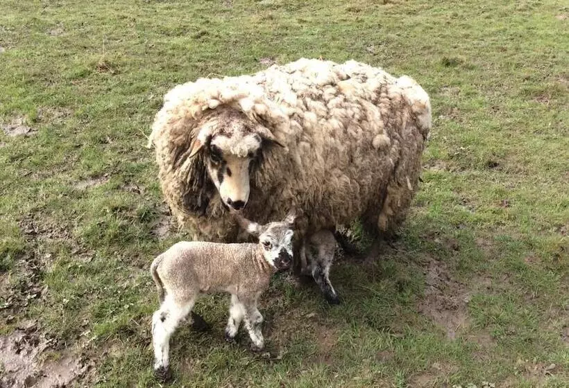 Aamiaismajoitus (B&B) Chambres D Hotes Gite Du Puy De L étang