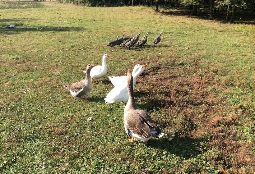 민박 Chambres D Hotes Gite Du Puy De L étang