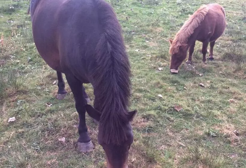Aamiaismajoitus (B&B) Chambres D Hotes Gite Du Puy De L étang