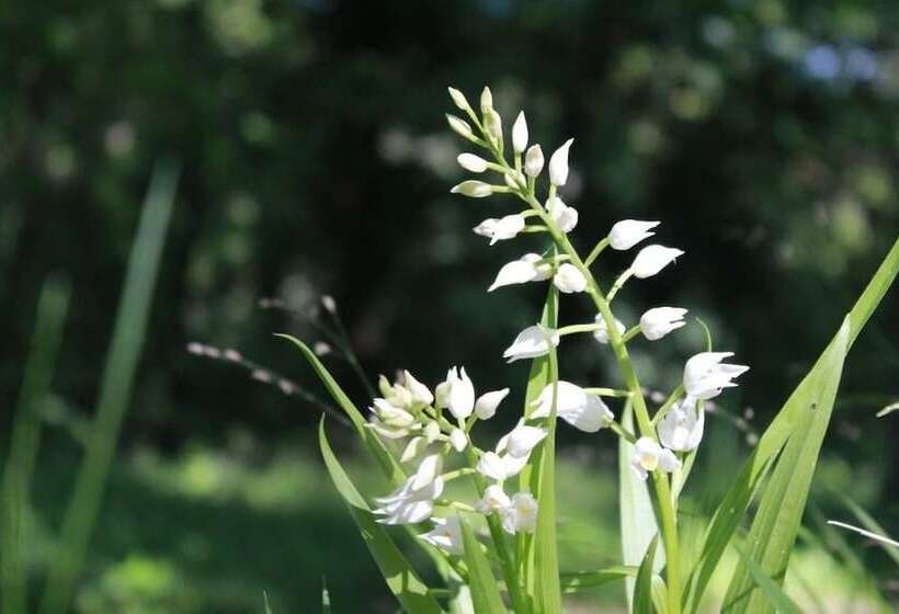 Отель Camping Osenbach