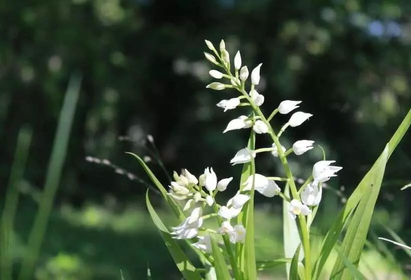 Hotelli Camping Osenbach