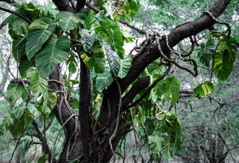 Pensionat Kruger Eden Lodge