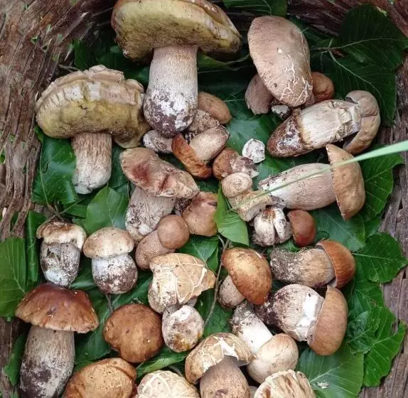 ホテル Agriturismo La Locanda Del Parco