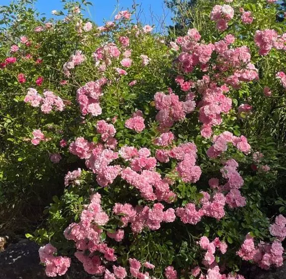 Aamiaismajoitus (B&B) Domaine Le Broual