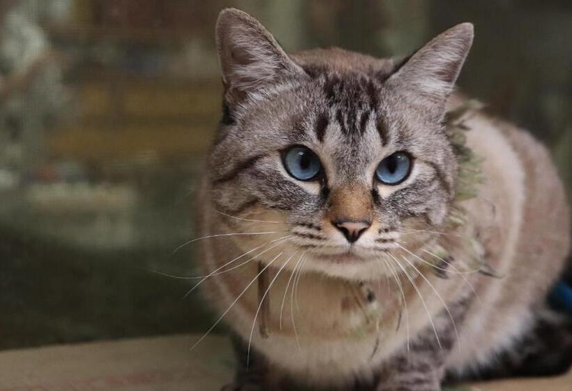 ホテル Temple Lodging Shukubo Kakurinbo