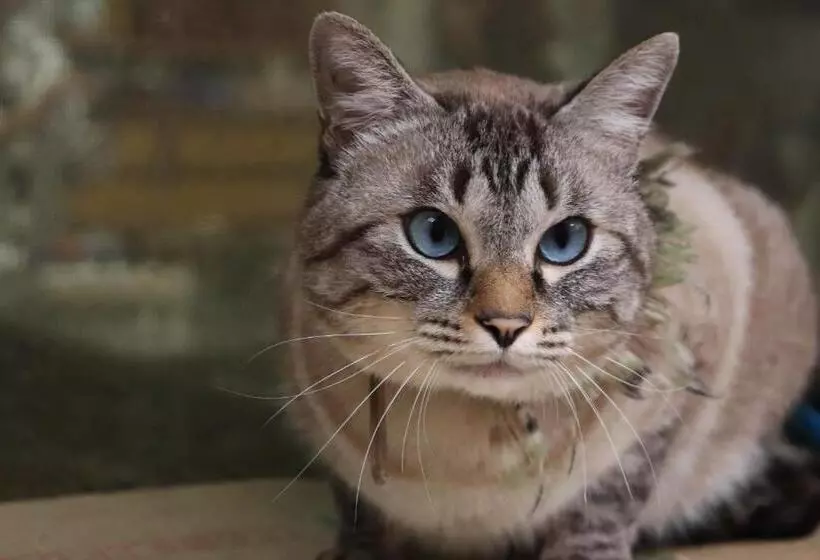 ホテル Temple Lodging Shukubo Kakurinbo