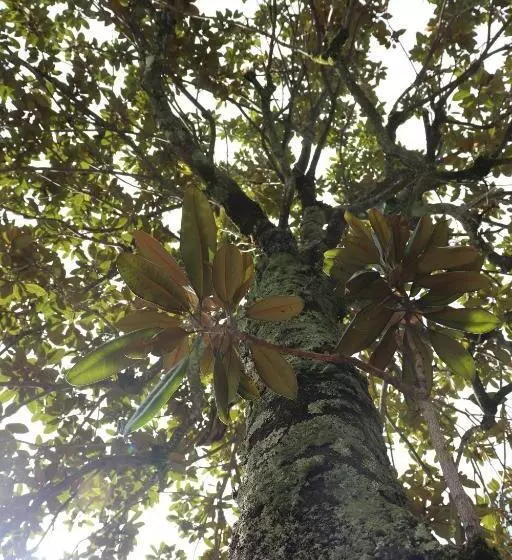 ホテル Temple Lodging Shukubo Kakurinbo