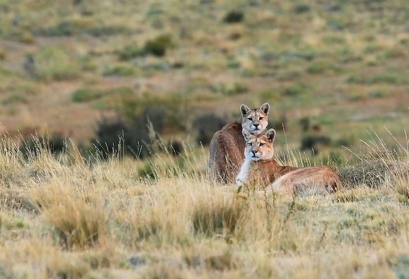 هتل روستایی Las Torres Patagonia