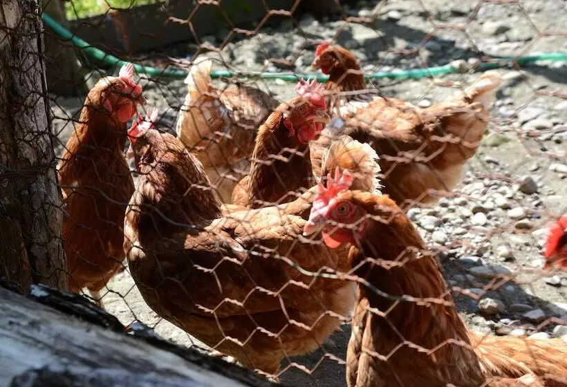 Hotelli Glamping Resort Feriendorf