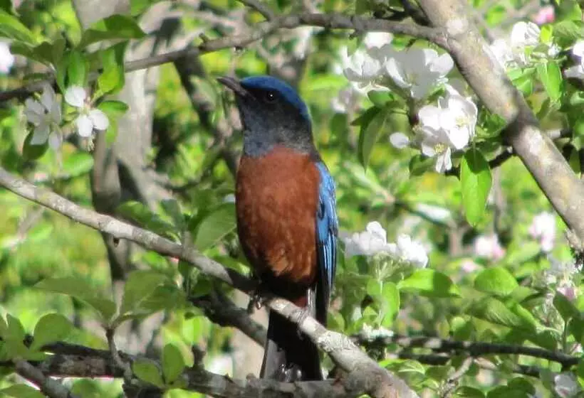 ホテル Whispering Pines Himalayan Retreat
