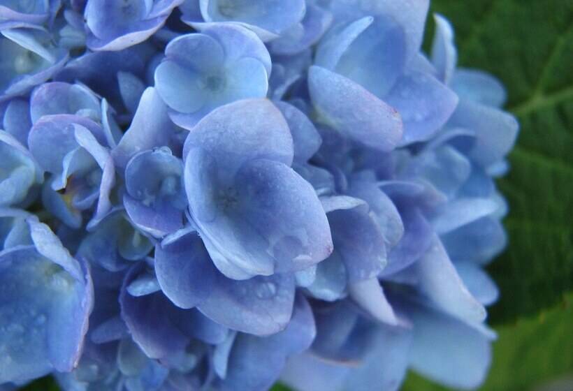 Отель Whispering Pines Himalayan Retreat