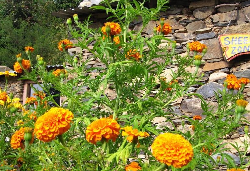 Отель Whispering Pines Himalayan Retreat