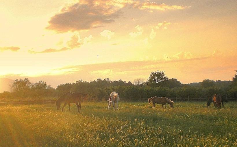 Hotel wiejski Il Maremmano