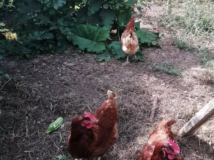 Aamiaismajoitus (B&B) La Jariette