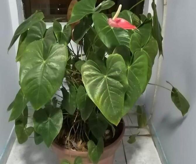 ホテル Marli Plaza