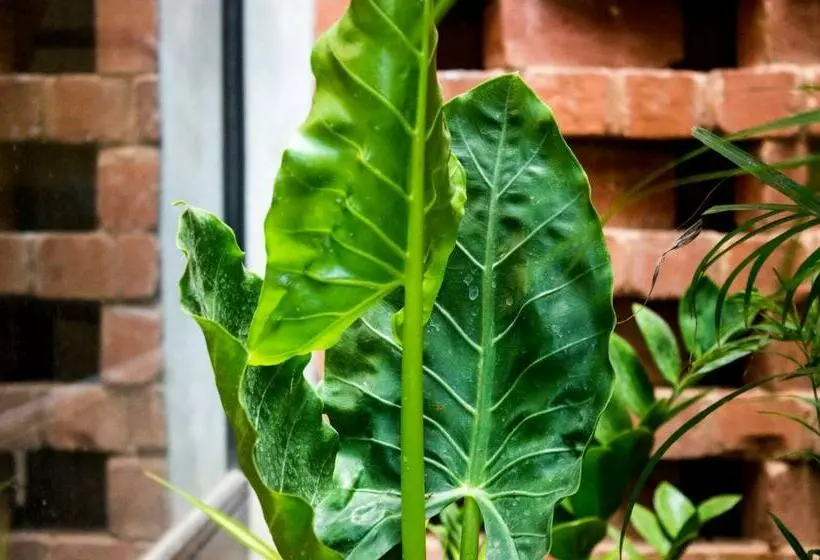 Hotelli Sengal Boutique