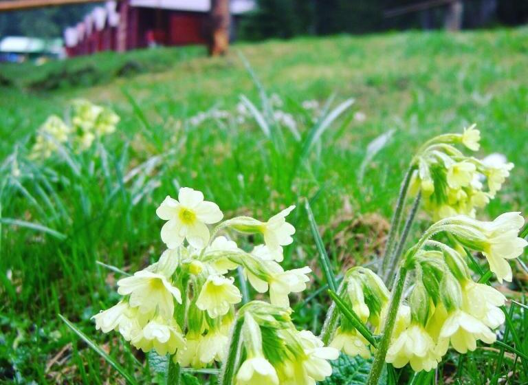 Пансион Popas Turistic Padis