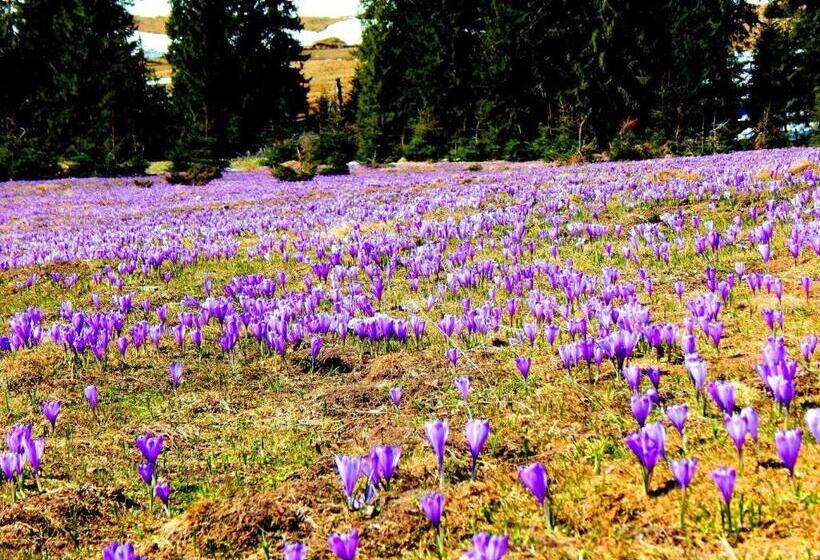 Пансион Popas Turistic Padis